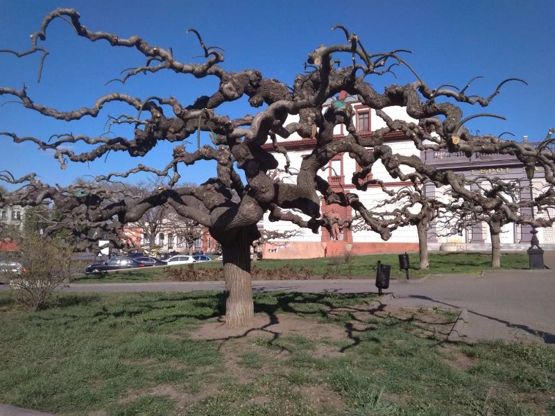 Criminal Odessa  Tour